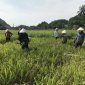 Cán bộ và nhân dân thị trấn Bến Sung giúp dân gặt lúa chạy bão số 5 ( bão Con son)