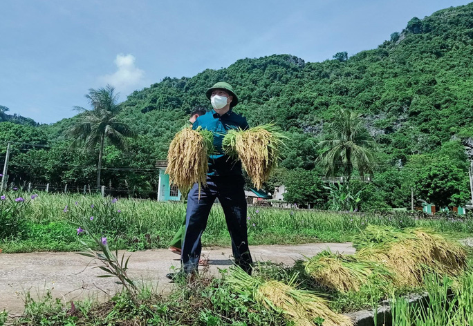Description: Bí thư huyện ở Thanh Hóa xuống đồng giúp dân gặt lúa chạy bão số 5 - Ảnh 5.
